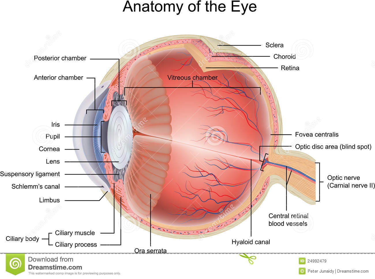 Portale di Oculistica - Fisiologia Oculare
