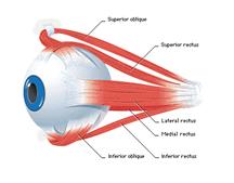 Muscoli oculo estrinseci