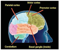 Le sette regioni del cervello coinvolte nel movimento.