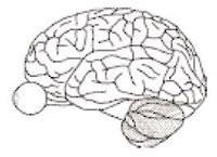 Neuroscienze, scienza del cervello