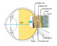 la retina