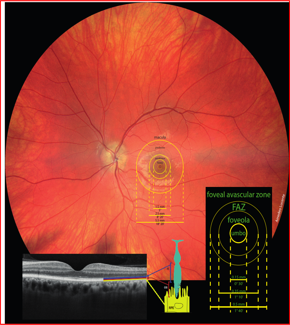 Imaging della retina al polo posteriore